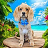 animal, beach, bow_tie, clouds, cute, dog, flowers, fluffy, greenery, nature, ocean, outdoor, plants, portrait, puppy, sky, sunny, tropical, vacation, wooden_platform