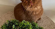 Baïa a rejoint le concours — aidez-le/la à gagner de superbes lots ! cat, brown_cat, pet, animal, portrait, sitting, wide_eyes, whiskers, ears, fur, indoor, home, chair, textured_fabric, potted_plant, greenery, planter, potting_stones, close_up, photography