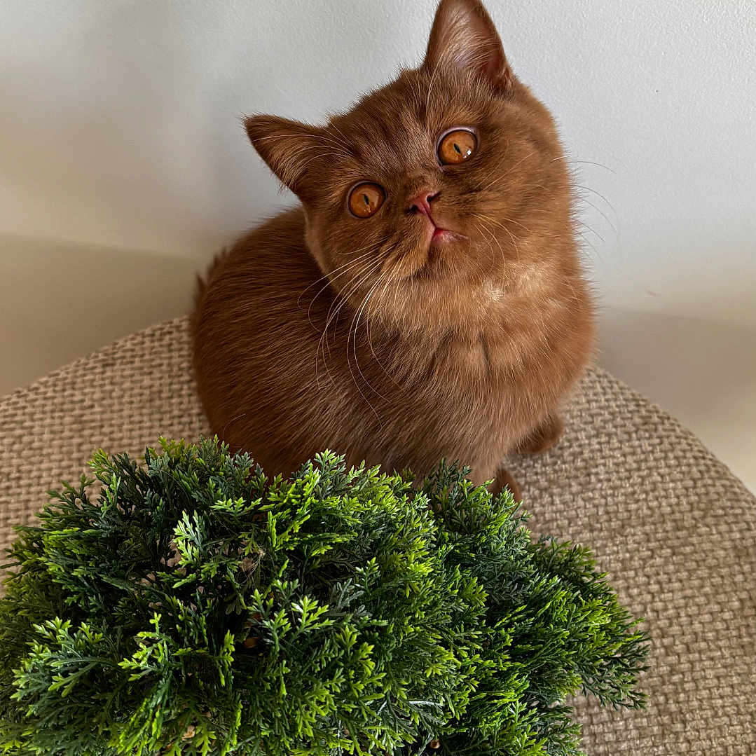 Baïa a rejoint le concours — aidez-le/la à gagner de superbes lots ! cat, brown_cat, pet, animal, portrait, sitting, wide_eyes, whiskers, ears, fur, indoor, home, chair, textured_fabric, potted_plant, greenery, planter, potting_stones, close_up, photography
