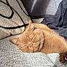 Baïa a rejoint le concours — aidez-le/la à gagner de superbes lots ! cat, orange_cat, sleeping, sleepy, pet, animal, furry, ginger, couch, sofa, blanket, cushion, cozy, indoor, home, relaxing, resting, closed_eyes, whiskers, portrait