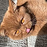 Baïa a rejoint le concours — aidez-le/la à gagner de superbes lots ! cat, feline, fluffy, brown_fur, amber_eyes, tongue_out, whiskers, ears, close_up, portrait, lying_down, relaxed, playful, cute, pet, indoor, blanket, textured_fabric, sunlight, funny