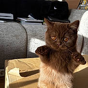 Baïa participe au concours pour gagner de l'argent avec cette photo : cat, kitten, standing, brown_fur, golden_eyes, paws, whiskers, animal, pet, indoor, sunlight, cardboard_box, couch, living_room, portrait, cute, alert, fluffy, feline, photography