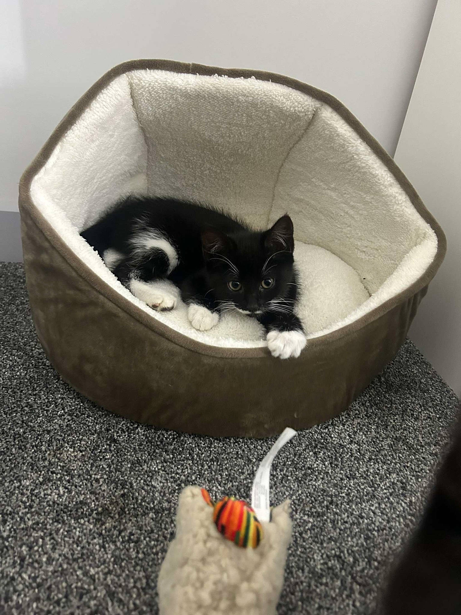 Jade is registered to the contest to win money with this photo: basket, box, canidae, carnivore, cat, cat_bed, cat_supply, comfort, comfort_food, domestic_short_haired_cat, felidae, foot, fur, grey, pet_supply, small_to_medium_sized_cats, sporting_group, stuffed_toy, tail, whiskers