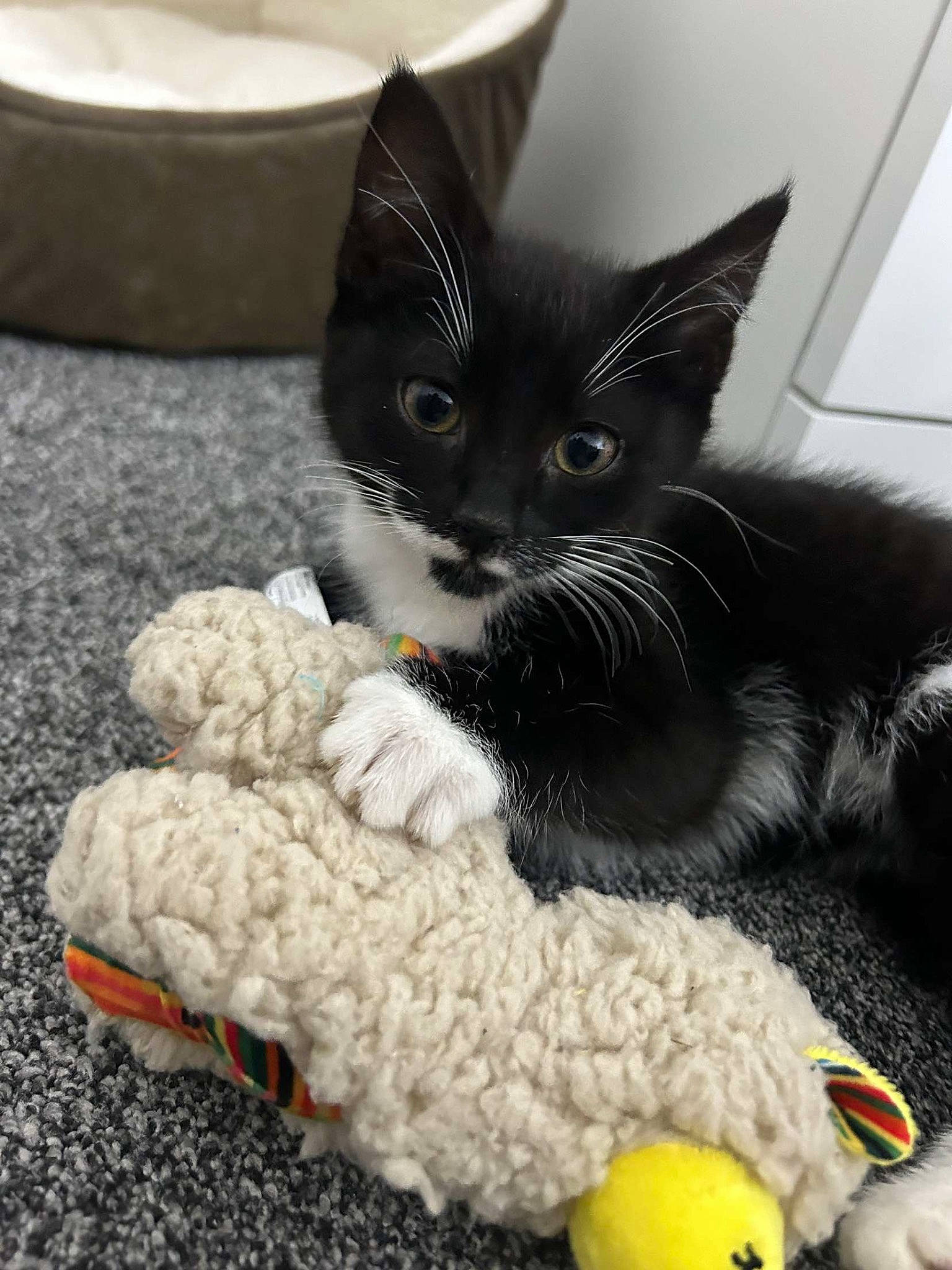 Jade joined the competition — help win amazing prizes! carmine, carnivore, cat, claw, comfort, domestic_short_haired_cat, felidae, fur, grey, paw, plush, small_to_medium_sized_cats, stuffed_toy, tail, textile, thread, toy, whiskers, wool, woolen