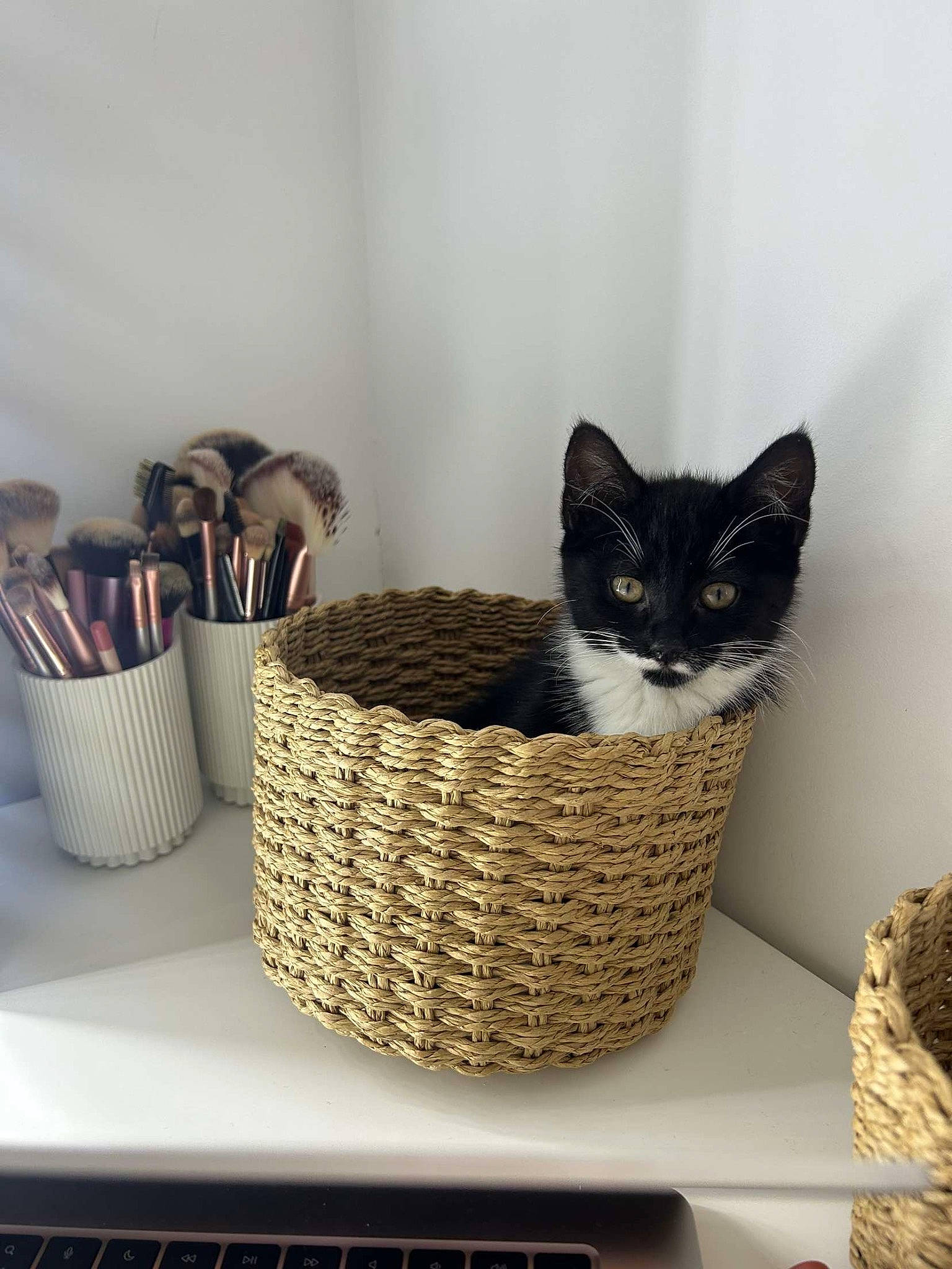 Jade joined the competition — help win amazing prizes! bag, basket, box, carnivore, cat, cat_supply, comfort, desk, domestic_short_haired_cat, felidae, fur, grey, laptop, shelf, small_to_medium_sized_cats, table, tail, whiskers, wicker, wood