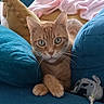 blanket, blue_cushion, cat, cozy, curious, cushion, ears, eyes, feline, fur, home, indoor, knitted_toy, orange_tabby, paws, pet, pink_blanket, relaxed, toy, whiskers