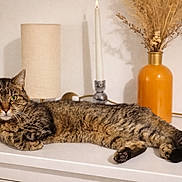 Tigroune participe au concours pour gagner de l'argent avec cette photo : cat, tabby_cat, feline, pet, animal, lying_down, dried_flowers, orange_vase, lamp, candle, white_dresser, indoor, decor, cozy, relaxed, fur, whiskers, ears, tail, paws