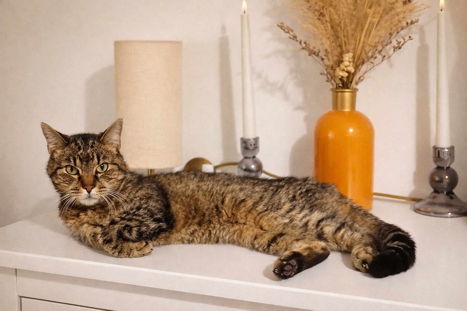 Tigroune participe au concours pour gagner de l'argent avec cette photo : cat, tabby_cat, feline, pet, animal, lying_down, dried_flowers, orange_vase, lamp, candle, white_dresser, indoor, decor, cozy, relaxed, fur, whiskers, ears, tail, paws