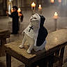 animal, bench, black_and_white, blurred_background, candle, candles, cat, costume, cute, dim_lighting, feline, indoor, mystery, nun_outfit, pet, portrait, religious_theme, serene, white_cat, wooden_bench