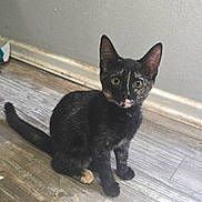 Pandora joined the competition — help win amazing prizes! kitten, cat, tortoiseshell, pet, animal, floor, wood_floor, indoor, curious, sitting, young, feline, ears, whiskers, tail, eyes, domestic, cute, fur, wall
