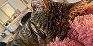 Firefly is registered to the contest to win money with this photo: cat, tabby, sleeping, cozy, blanket, pink, fur, indoor, resting, closeup, pet, animal, cute, whiskers, feline, soft, comfort, nap, relaxation, domestic
