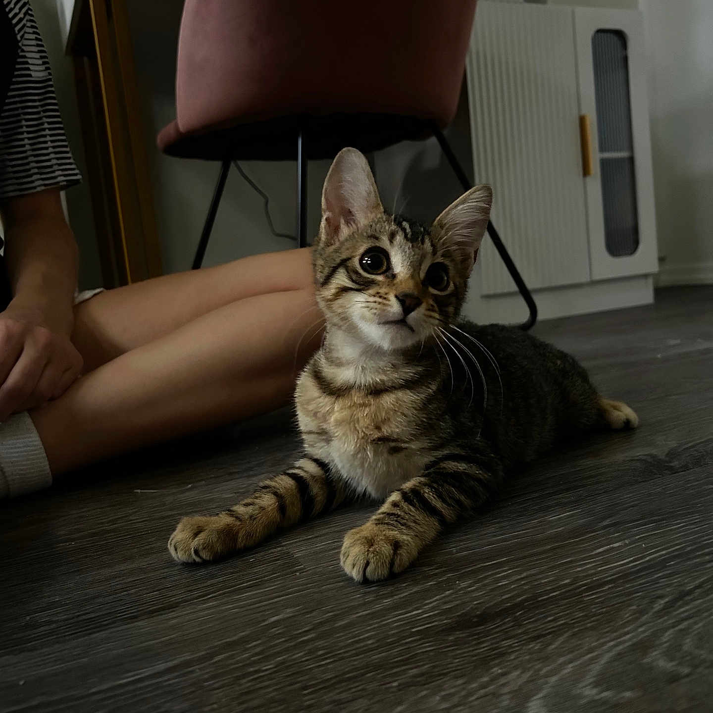 Firefly joined the competition — help win amazing prizes! animal, cabinet, cat, chair, cozy, curious, domestic, floor, furniture, indoor, kitten, legs, person, pet, sitting, striped_clothing, tabby, white_socks, wide_eyes, wooden_floor