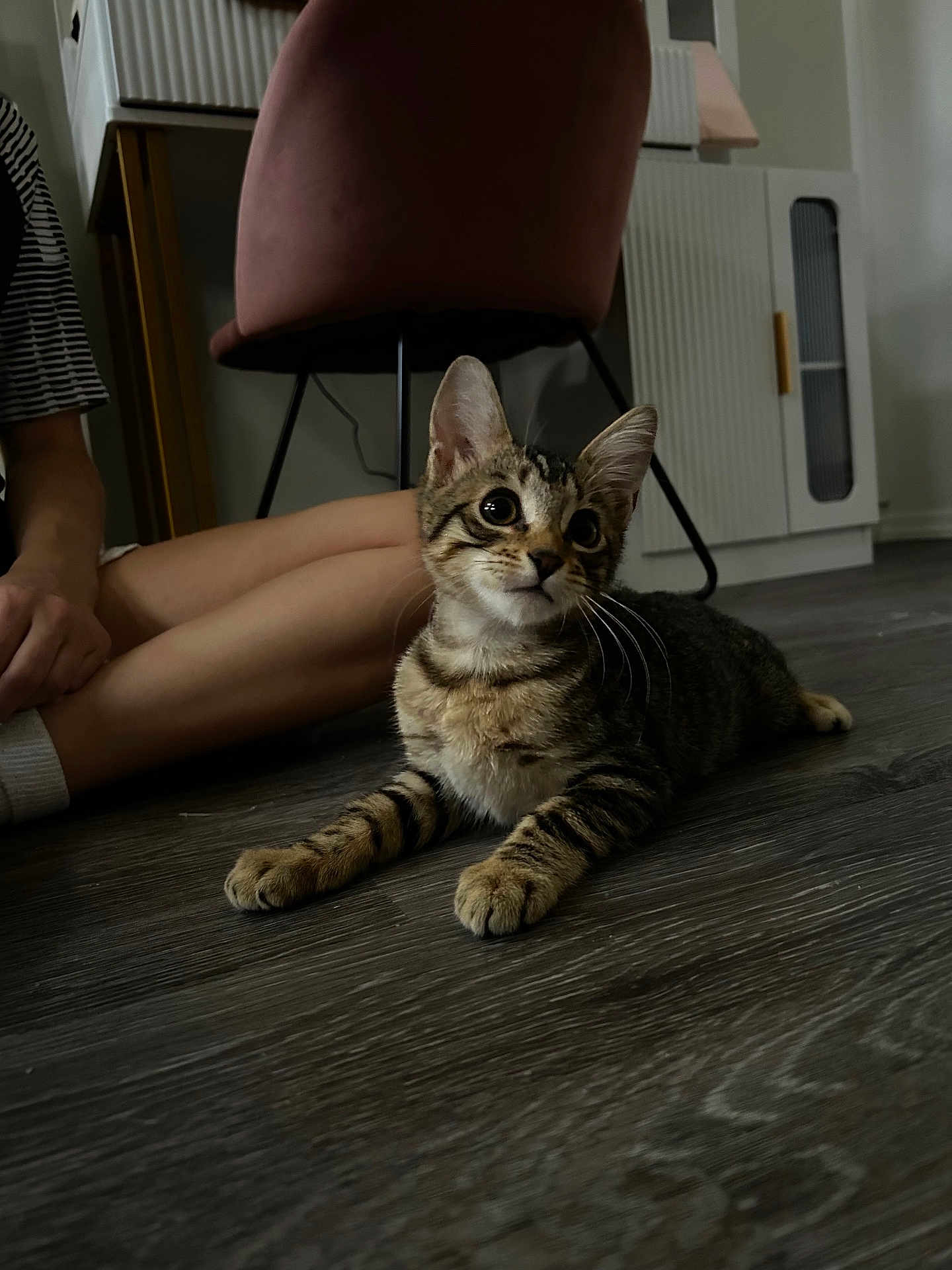Firefly joined the competition — help win amazing prizes! kitten, cat, tabby, floor, wooden_floor, person, legs, sitting, indoor, furniture, chair, cabinet, curious, wide_eyes, pet, animal, domestic, striped_clothing, white_socks, cozy