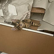 Firefly is registered to the contest to win money with this photo: cat, kitten, tabby, cardboard, packing_paper, curious, wide_eyes, indoor, pet, playful, box, messy, floor, brown, white, animal, cute, small, feline, young