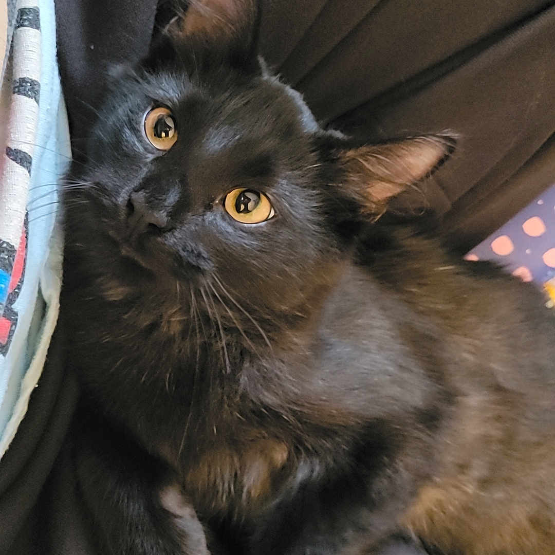 Niko is registered to the contest to win money with this photo: abyssinian, animal, armchair, blackcat, blanket, cat, chair, couch, furniture, kitten, manx, pet