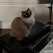 Manya is registered to the contest to win money with this photo: animal, bench, cat, curious, dark_face, domestic, eyes, fluffy, fur, furniture, house, indoor, looking, pet, portrait, sitting, tail, wall_outlet, window, wood_floor