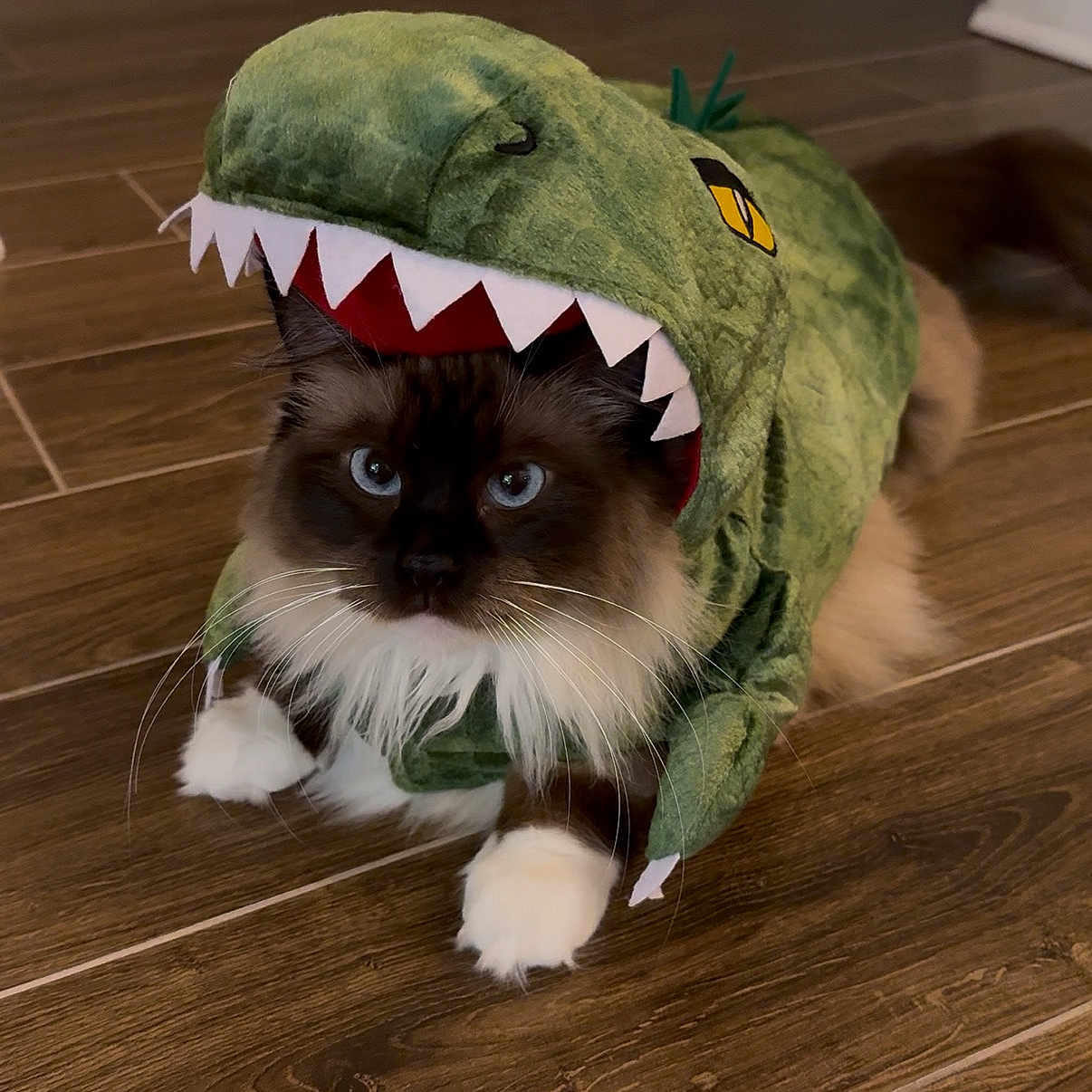 Manya joined the competition — help win amazing prizes! animal, blue_eyes, brown_cat, cat, costume, cute, dinosaur_costume, feline, flooring, fluffy, funny, house, indoor, pet, playful, portrait, sitting, whiskers, white_paws, wooden_floor