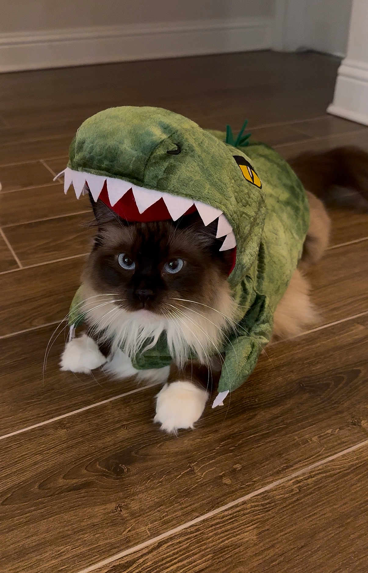 Manya joined the competition — help win amazing prizes! animal, blue_eyes, brown_cat, cat, costume, cute, dinosaur_costume, feline, flooring, fluffy, funny, house, indoor, pet, playful, portrait, sitting, whiskers, white_paws, wooden_floor