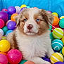 Arya a rejoint le concours — aidez-le/la à gagner de superbes lots ! puppy, dog, blue_eyes, fluffy, ball_pit, colorful, play_area, pet, cute, young_dog, indoor, toys, animal, fur, portrait, sitting, looking_up, white_fur, brown_fur, playful