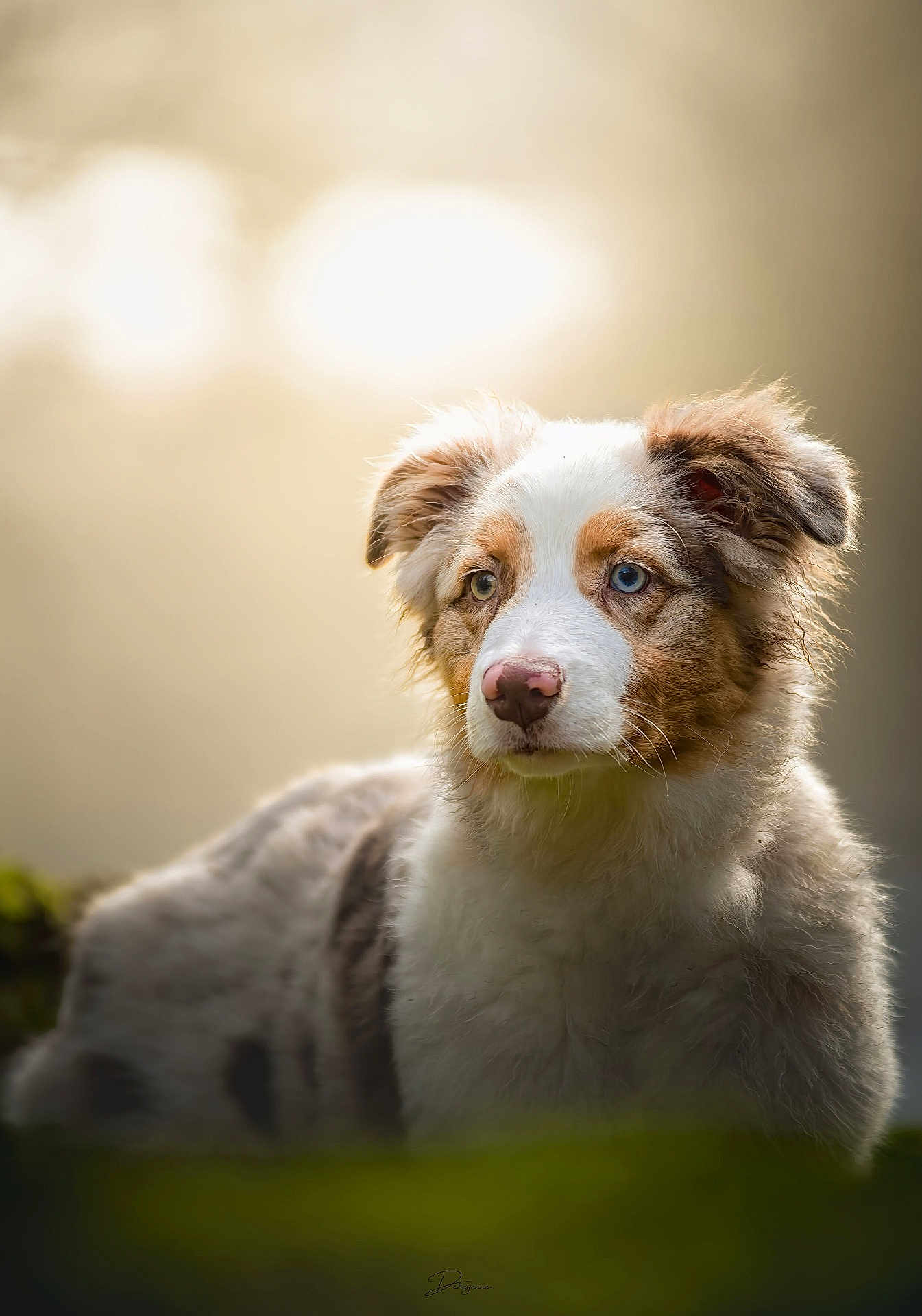 Arya a rejoint le concours — aidez-le/la à gagner de superbes lots ! dog, animal, portrait, closeup, heterochromia, fur, ears, nose, outdoor, nature, soft_light, blurry_background, cute, pet, mammal, fluffy, expression, eyes, adorable, canine