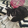 animal, bed, black_and_white, cat, cozy, cute, domestic, feline, fur, home, indoor, lipstick_kiss_print, loafing, patterned_bedding, pet, pillow, relaxed, resting, sleepy, whiskers