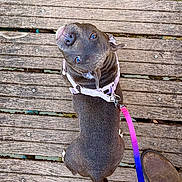 Aïma a rejoint le concours — aidez-le/la à gagner de superbes lots ! dog, pet, leash, harness, wooden_floor, outdoor, curious, brown_dog, walking, footwear, boot, looking_up, animal, canine, paw, tail, texture, planks, rustic, colorful_leash