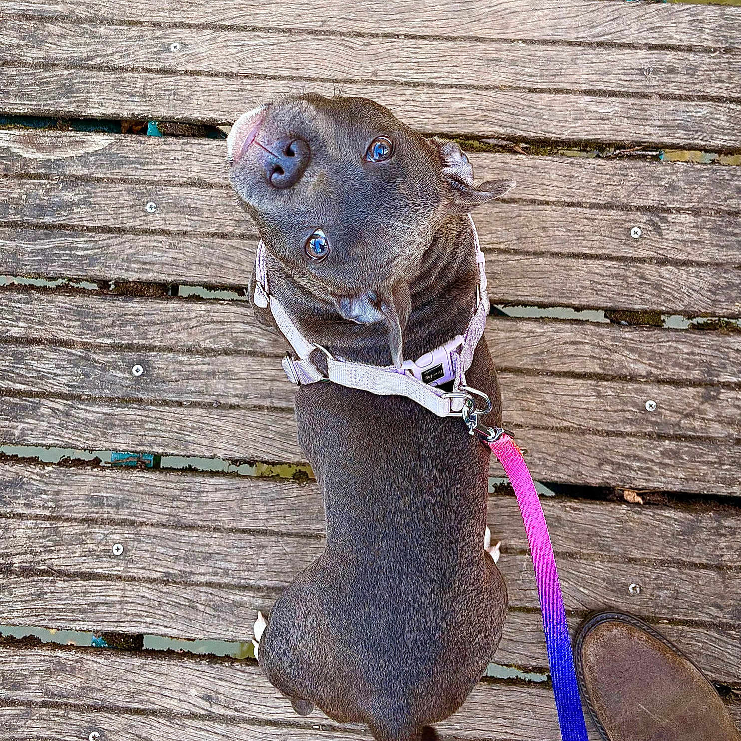 Aïma a rejoint le concours — aidez-le/la à gagner de superbes lots ! animal, boot, brown_dog, canine, colorful_leash, curious, dog, footwear, harness, leash, looking_up, outdoor, paw, pet, planks, rustic, tail, texture, walking, wooden_floor