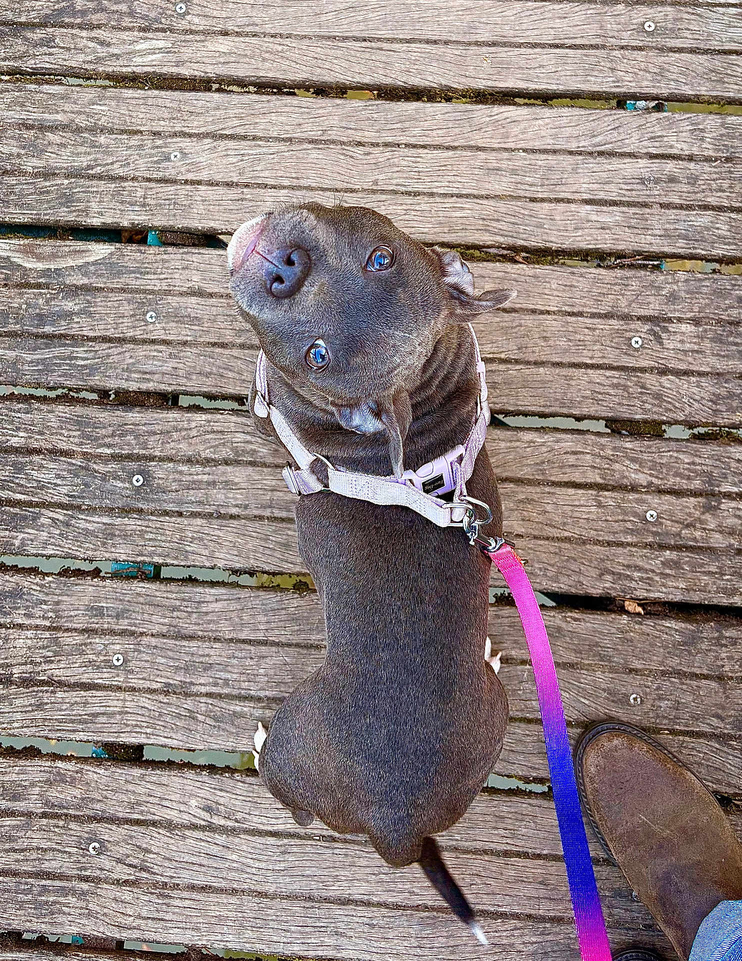 Aïma a rejoint le concours — aidez-le/la à gagner de superbes lots ! dog, pet, leash, harness, wooden_floor, outdoor, curious, brown_dog, walking, footwear, boot, looking_up, animal, canine, paw, tail, texture, planks, rustic, colorful_leash
