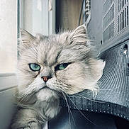 Simba participe au concours pour gagner de l'argent avec cette photo : angora, animal, cat, computer, computerhardware, electronics, face, hardware, head, indoors, kitten, laptop, manx, monitor, pc, person, pet, photography, portrait, screen