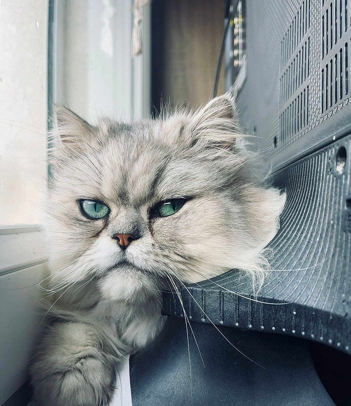 Simba