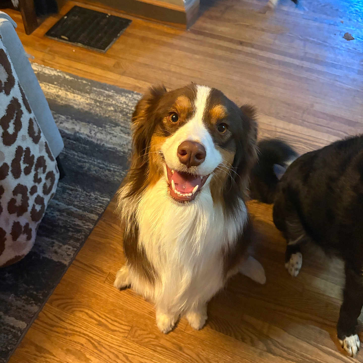 Mollie Lou joined the competition — help win amazing prizes! dog, happy, smiling, indoor, wooden_floor, brown_and_white_dog, black_dog, rug, blanket, pet, animal, floor, fur, canine, companion, sitting, looking_up, tail, home, cozy