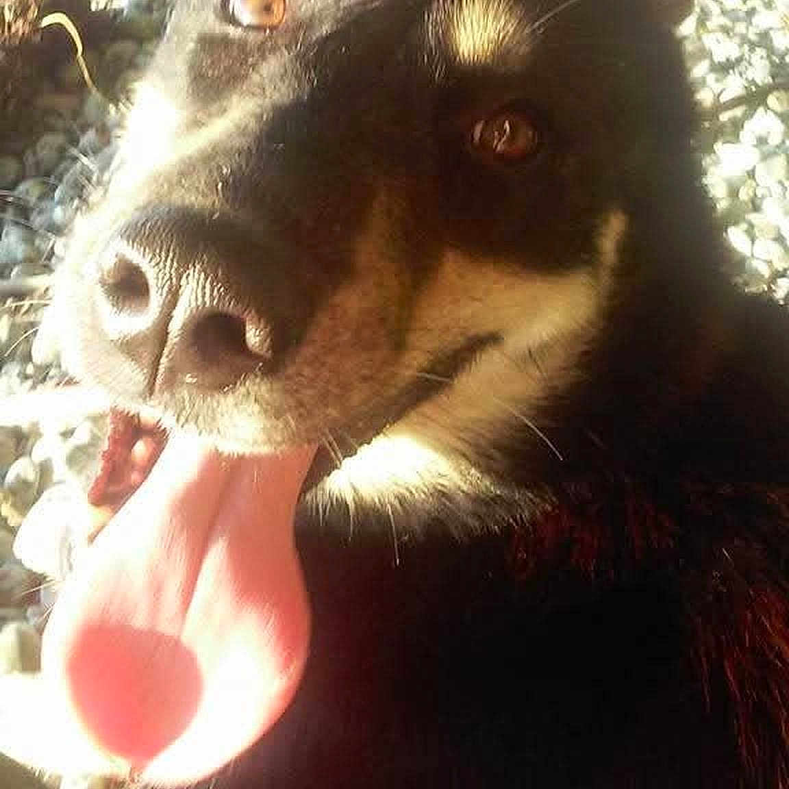 Athena a rejoint le concours — aidez-le/la à gagner de superbes lots ! animal, black_fur, brown_eyes, canine, close_up, daylight, dog, ears, fur, gravel, happy, mouth, nature, nose, outdoor, pet, smiling, sunlight, tongue, tongue_out