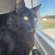 Princess is registered to the contest to win money with this photo: black_cat, cat, yellow_eyes, window, windowsill, dumbbell, indoor, pet, animal, feline, curious, looking_out, whiskers, close_up, side_profile, household, daylight, reflection, quiet, still_life