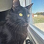 black_cat, cat, yellow_eyes, window, windowsill, dumbbell, indoor, pet, animal, feline, curious, looking_out, whiskers, close_up, side_profile, household, daylight, reflection, quiet, still_life
