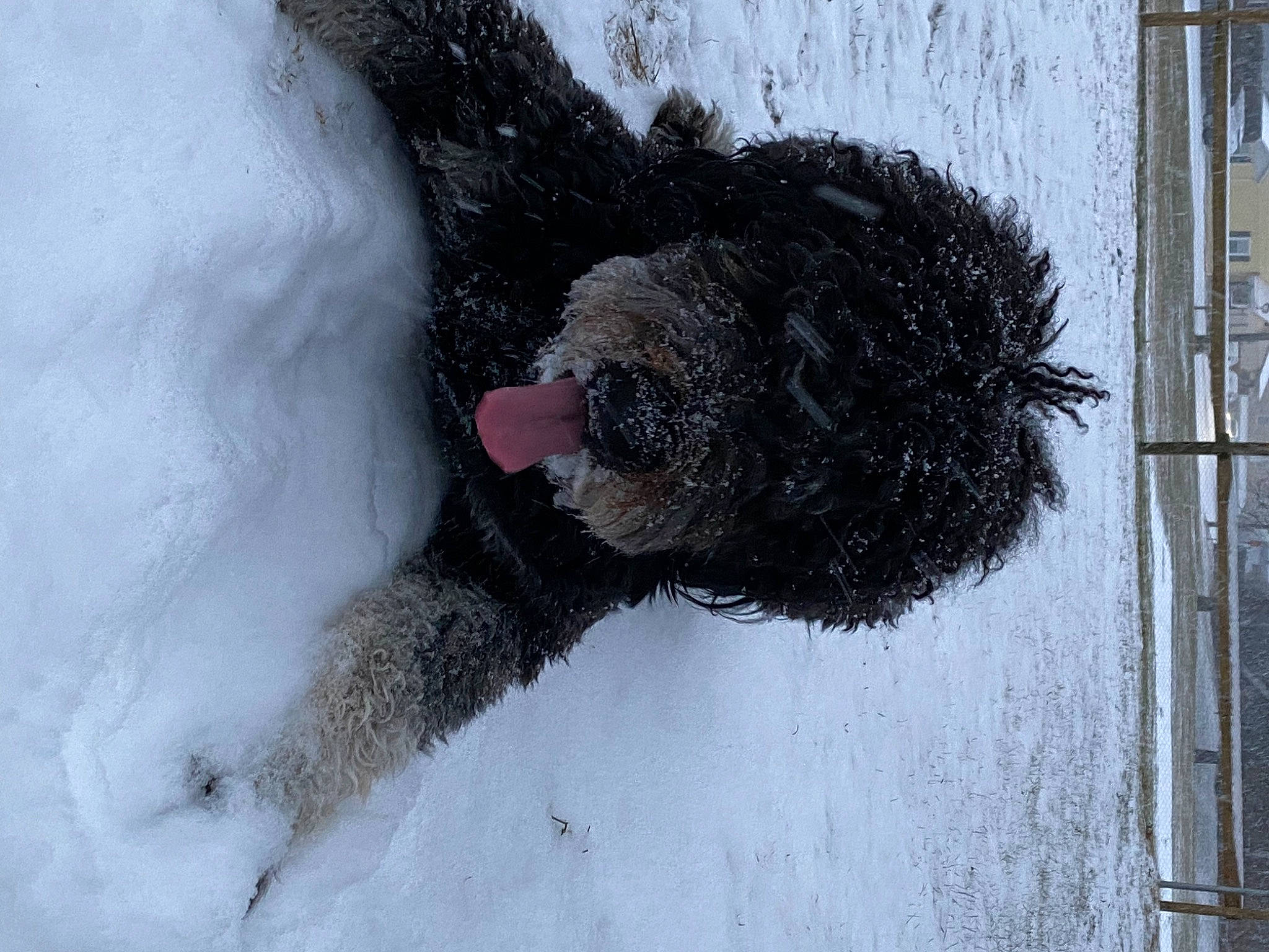 Colby joined the competition — help win amazing prizes! canidae, carnivore, dog, dog_breed, freezing, fur, non_sporting_group, snout, snow, sporting_group, tail, terrier, water_dog, winter, wool, working_animal