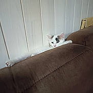 Sid a rejoint le concours — aidez-le/la à gagner de superbes lots ! kitten, cat, pet, feline, white, black_patch, paw, couch, furniture, indoor, relaxed, stretching, wall, paneling, fur, cute, animal, domestic, resting, young