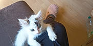Sid a rejoint le concours — aidez-le/la à gagner de superbes lots ! kitten, cat, pet, animal, white_fur, black_patches, paw, climbing, person, black_pants, slipper, pink_slipper, floor, wooden_floor, indoor, cute, small, fur, claw, curious