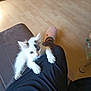 kitten, cat, pet, animal, white_fur, black_patches, paw, climbing, person, black_pants, slipper, pink_slipper, floor, wooden_floor, indoor, cute, small, fur, claw, curious