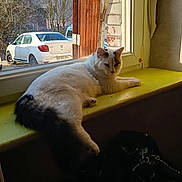 Sid a rejoint le concours — aidez-le/la à gagner de superbes lots ! cat, windowsill, sunlight, indoor, window, white_cat, black_markings, car, parked_car, yellow_windowsill, tree, leafless_tree, daylight, relaxed, pet, home, furniture, resting, animal, domestic_cat