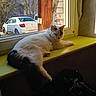 cat, windowsill, sunlight, indoor, window, white_cat, black_markings, car, parked_car, yellow_windowsill, tree, leafless_tree, daylight, relaxed, pet, home, furniture, resting, animal, domestic_cat