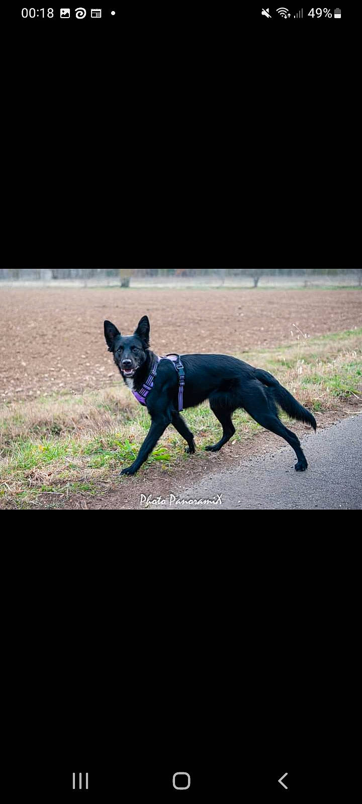 Lola a rejoint le concours — aidez-le/la à gagner de superbes lots ! carnivore, companion_dog, darkness, dog, dog_breed, electric_blue, felidae, grass, non_sporting_group, shadow, sporting_group, tail, terrestrial_animal, tints_and_shades, toy, toy_dog