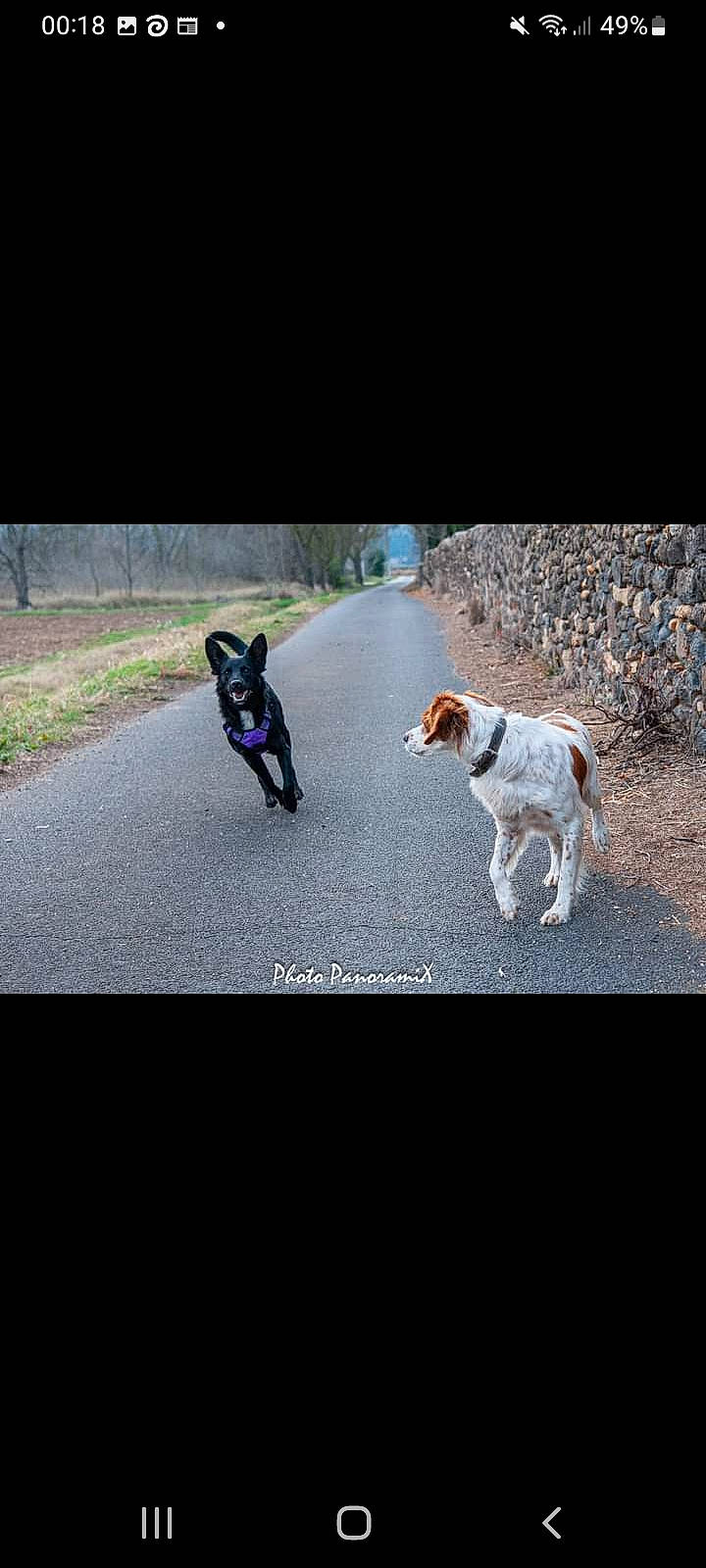 Lola a rejoint le concours — aidez-le/la à gagner de superbes lots ! art, asphalt, carnivore, companion_dog, darkness, dog, dog_breed, dog_walking, grass, leash, pedestrian, road, road_surface, shadow, sidewalk, soil, sporting_group, tail, walking, working_animal