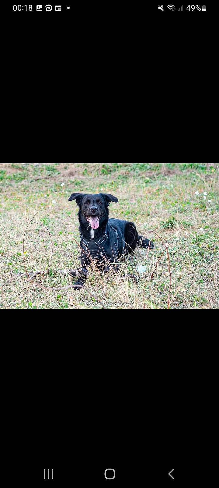 Naya participe au concours pour gagner de l'argent avec cette photo : borador, canidae, carnivore, companion_dog, darkness, dog, dog_breed, grass, grassland, gun_dog, hunting_dog, non_sporting_group, plant, rectangle, snout, soil, sporting_group, terrestrial_animal, tints_and_shades, working_animal