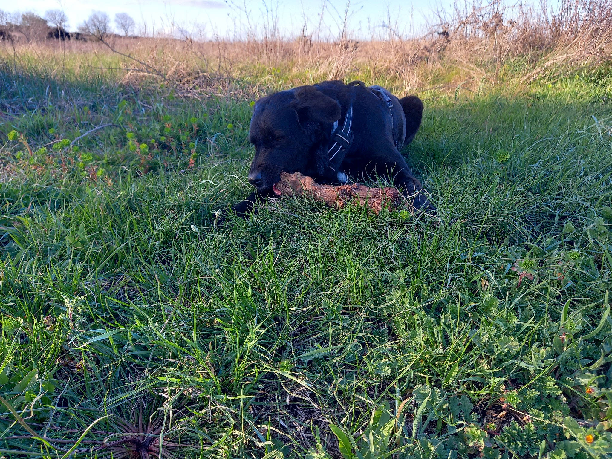 Naya a rejoint le concours — aidez-le/la à gagner de superbes lots ! canidae, carnivore, dog_breed, field, grass, grass_family, grassland, groundcover, landscape, natural_landscape, pasture, people_in_nature, plant, prairie, shrub, shrubland, sky, soil, sporting_group, terrestrial_animal