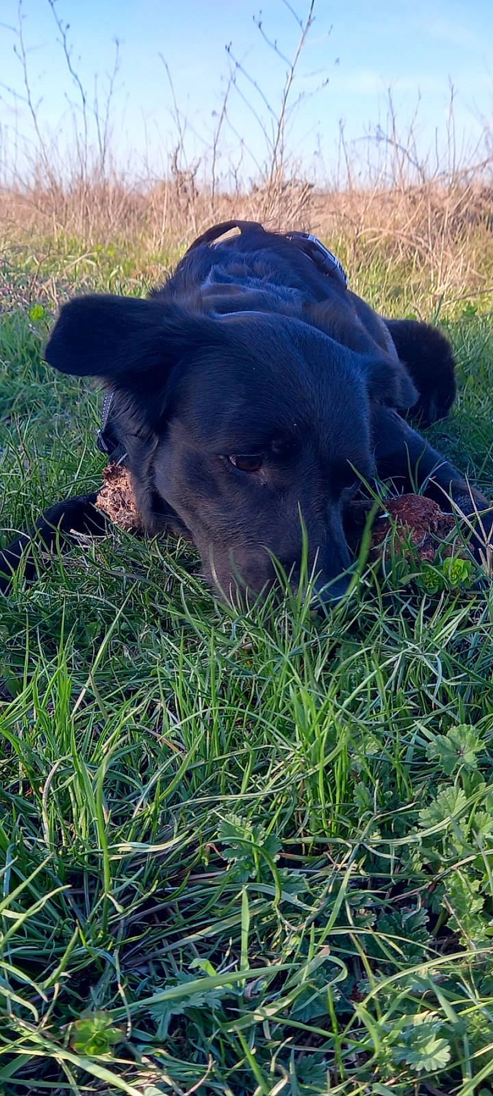 Naya a rejoint le concours — aidez-le/la à gagner de superbes lots ! borador, canidae, carnivore, companion_dog, dog, dog_breed, fawn, grass, grass_family, grassland, groundcover, hat, pasture, plant, prairie, snout, sporting_group, terrestrial_animal, whiskers, working_animal
