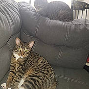 Simba is registered to the contest to win money with this photo: cat, tabby_cat, animal, pet, feline, indoor, couch, furniture, relaxing, resting, striped, gray, white_paws, window, daylight, soft_light, domestic_animal, two_animals, seated, cozy