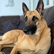 Sky participe au concours pour gagner de l'argent avec cette photo : animal, canine, dog, germanshepherd, hound, pet, policedog, puppy, snout