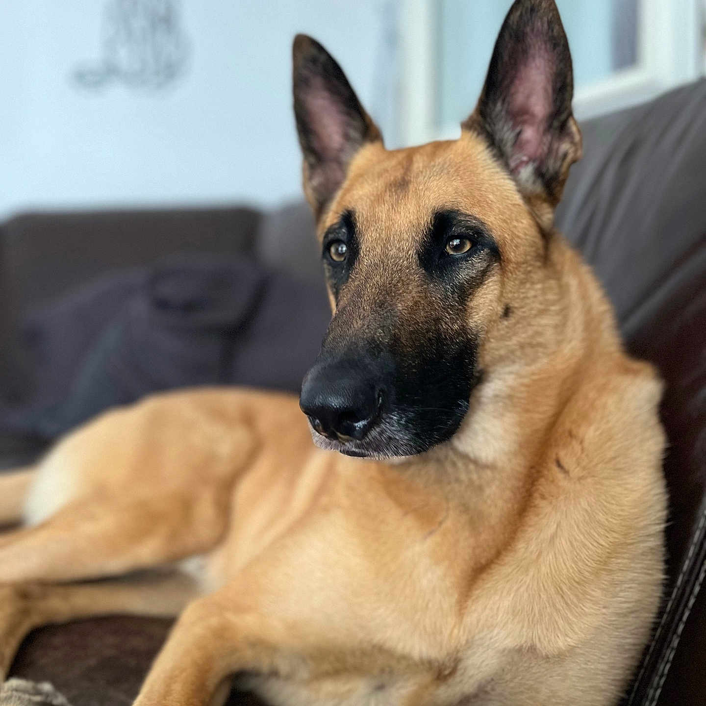 Sky participe au concours pour gagner de l'argent avec cette photo : animal, canine, dog, germanshepherd, hound, pet, policedog, puppy, snout