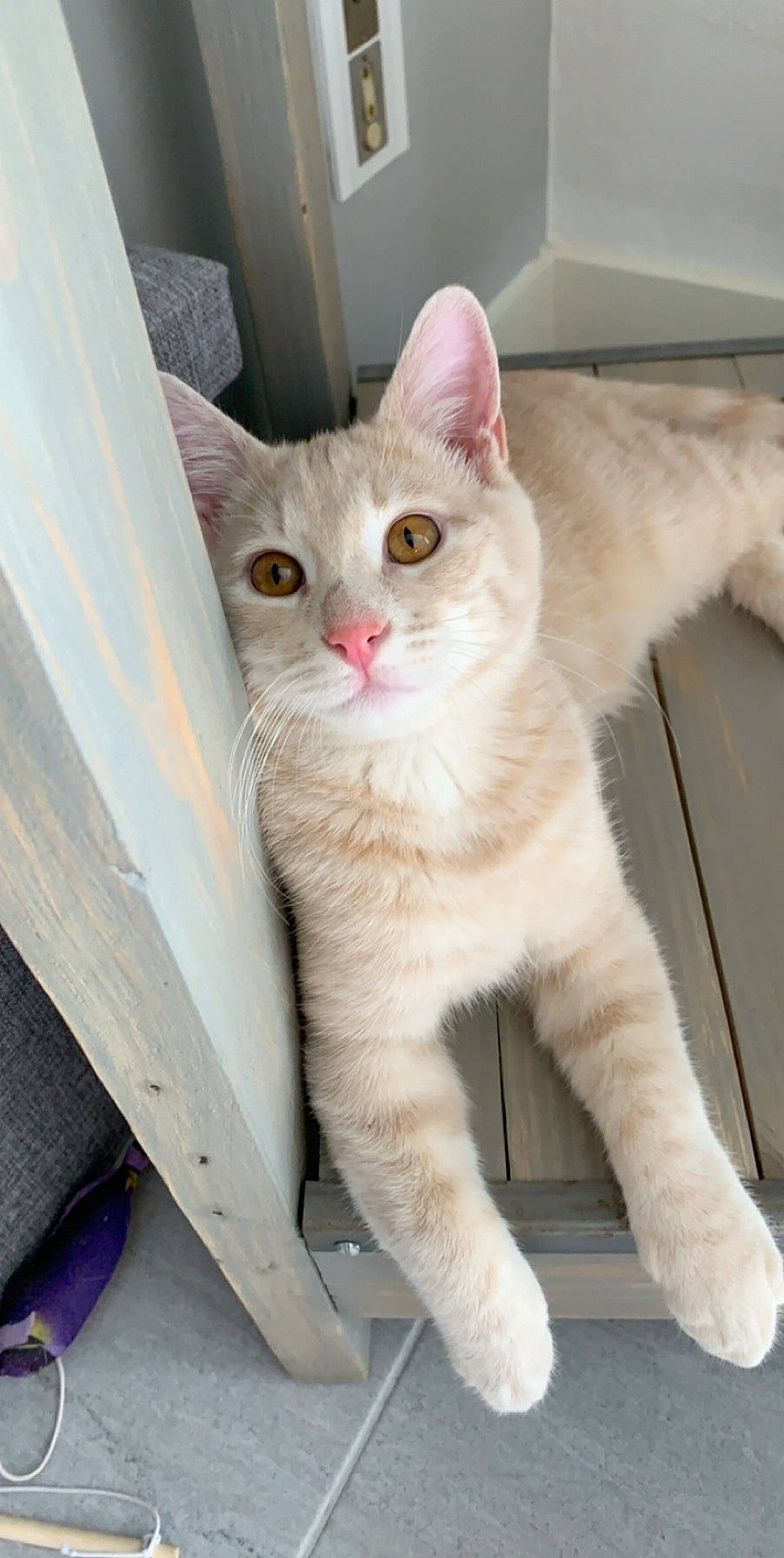 Bounty participe au concours pour gagner de l'argent avec cette photo : carnivore, cat, domestic_short_haired_cat, fawn, felidae, fur, paw, peach, small_to_medium_sized_cats, snout, tail, vertebrate, whiskers