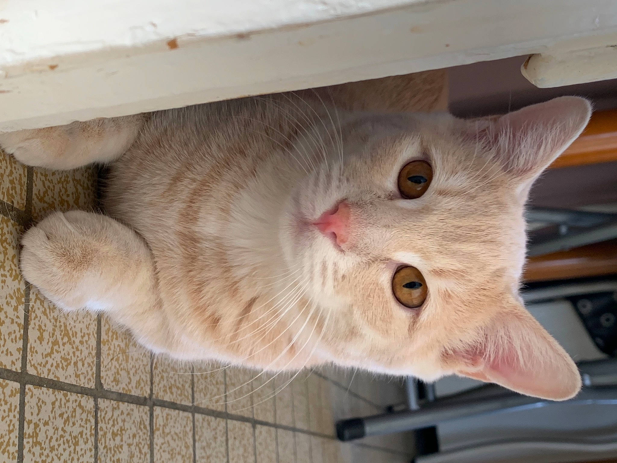 Bounty participe au concours pour gagner de l'argent avec cette photo : beige, carnivore, cat, collar, domestic_short_haired_cat, fawn, felidae, fur, pet_supply, plywood, small_to_medium_sized_cats, snout, vertebrate, whiskers